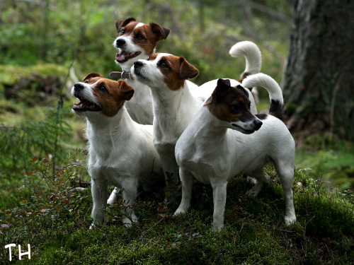 090820 jengi.jpg - Lenkkijengi kasassa: Arska, Olivia, Inka ja Sissi :)